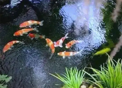 合肥家庭院假山鱼池